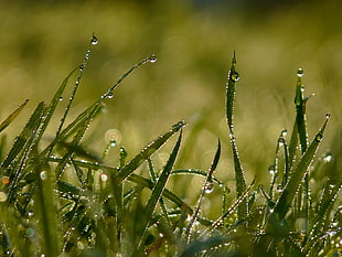selective focus and macro photography of grass with dew drops